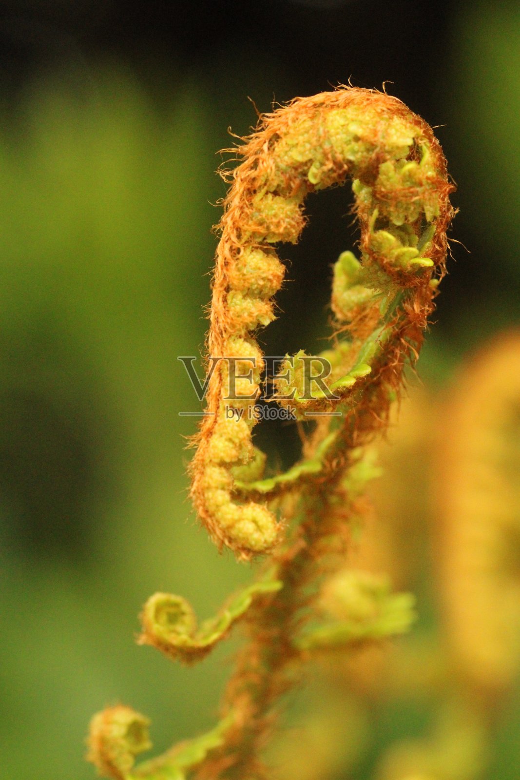 六月夏天，英国坎布里亚郡的年轻蕨类植物的叶子——绿色植物照片摄影图片