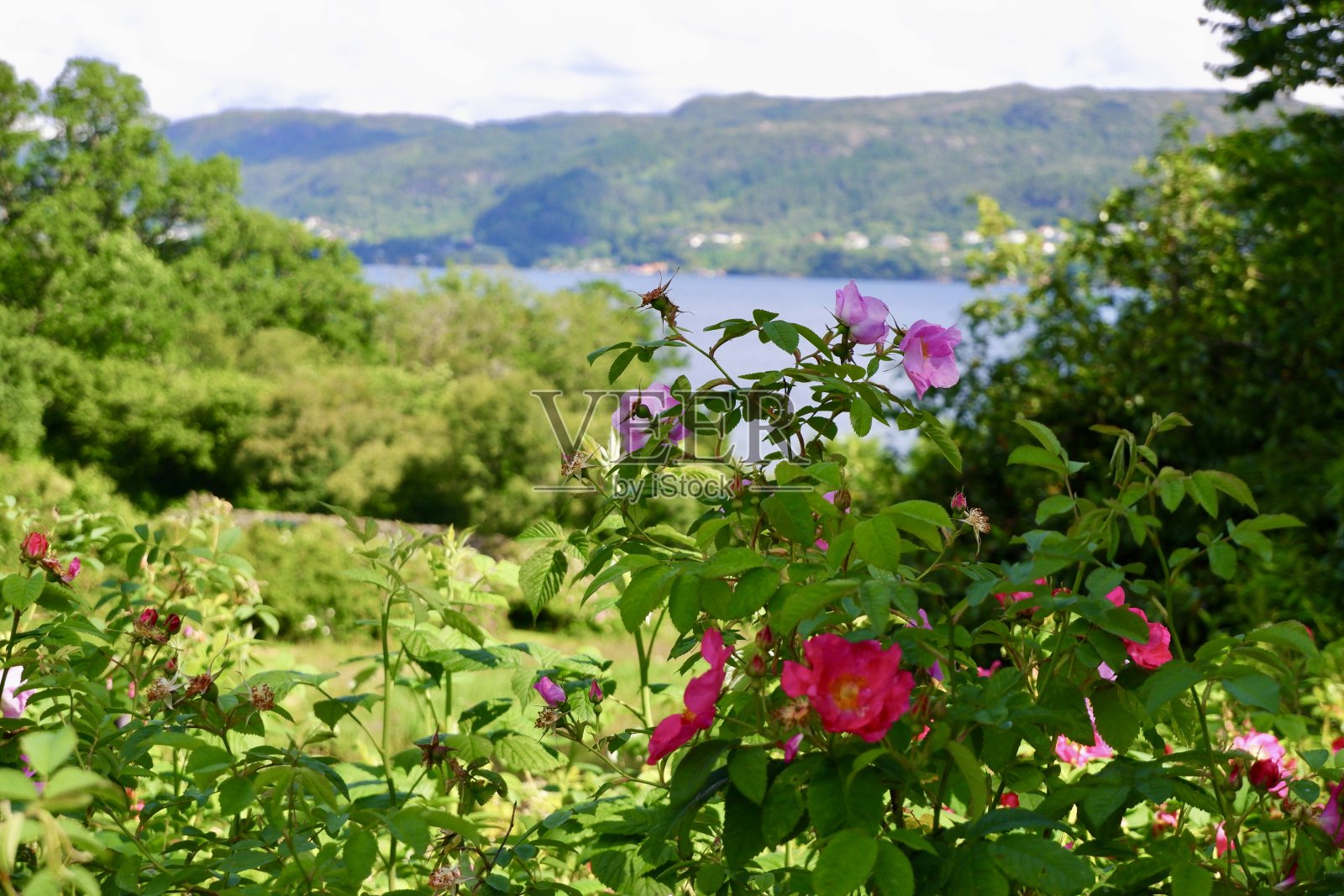 玫瑰花园照片摄影图片