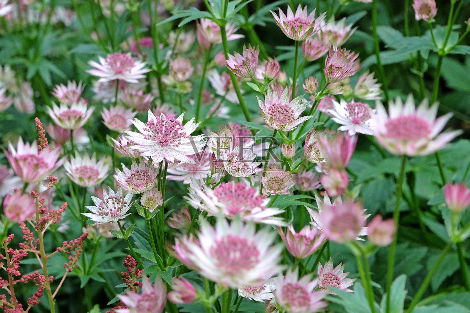 白色和粉红色的黄芪，或长叶草，花中的巴克兰。照片摄影图片
