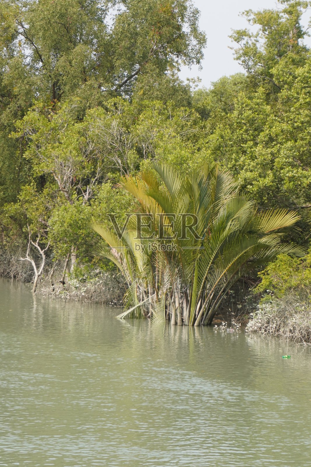 红树林的树木照片摄影图片