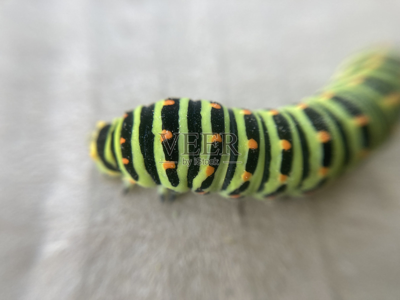 花园里五颜六色的草食毛虫照片摄影图片