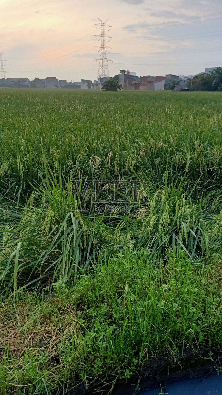 上午亚洲水稻农场的特写照片摄影图片
