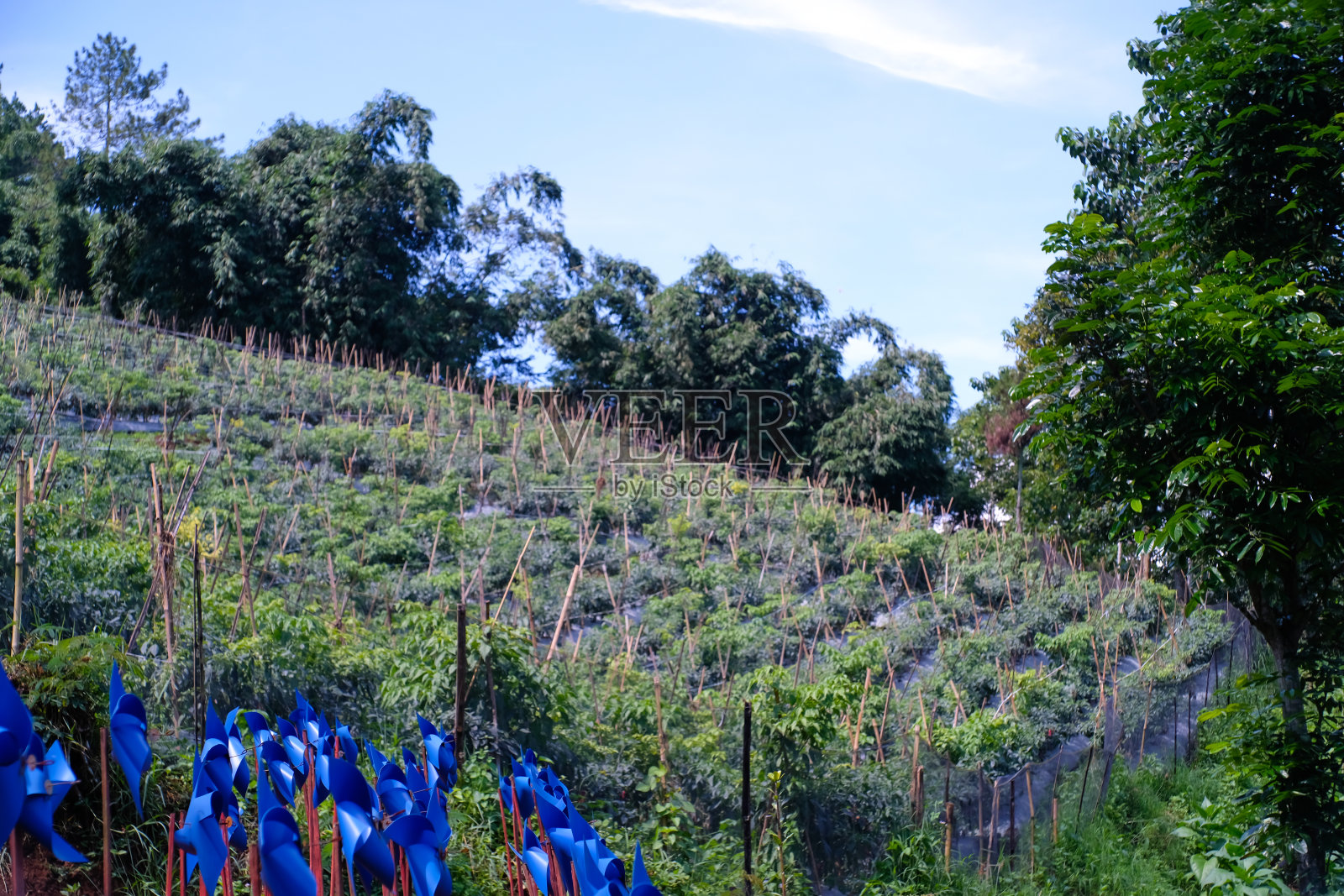 山坡边上的种植园照片摄影图片