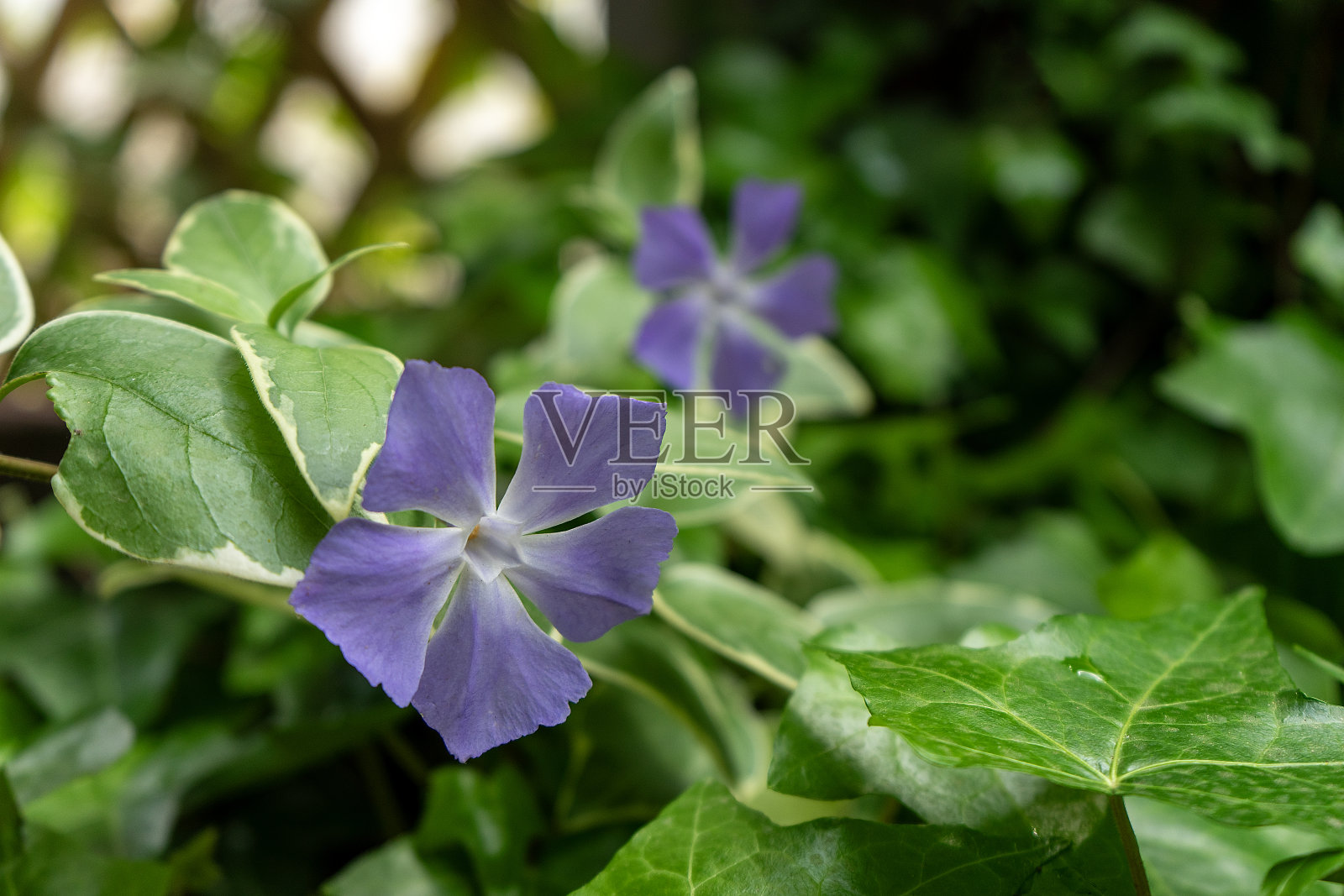 花照片摄影图片