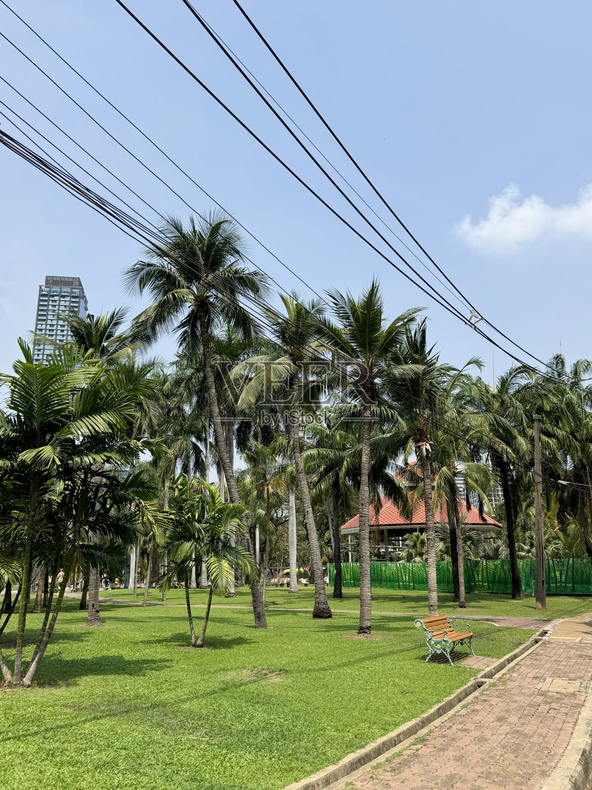 电缆悬挂在草坪草地上的图片，泰国曼谷巴统湾区隆比尼公园，棕榈树，多云晴朗的蓝天照片摄影图片