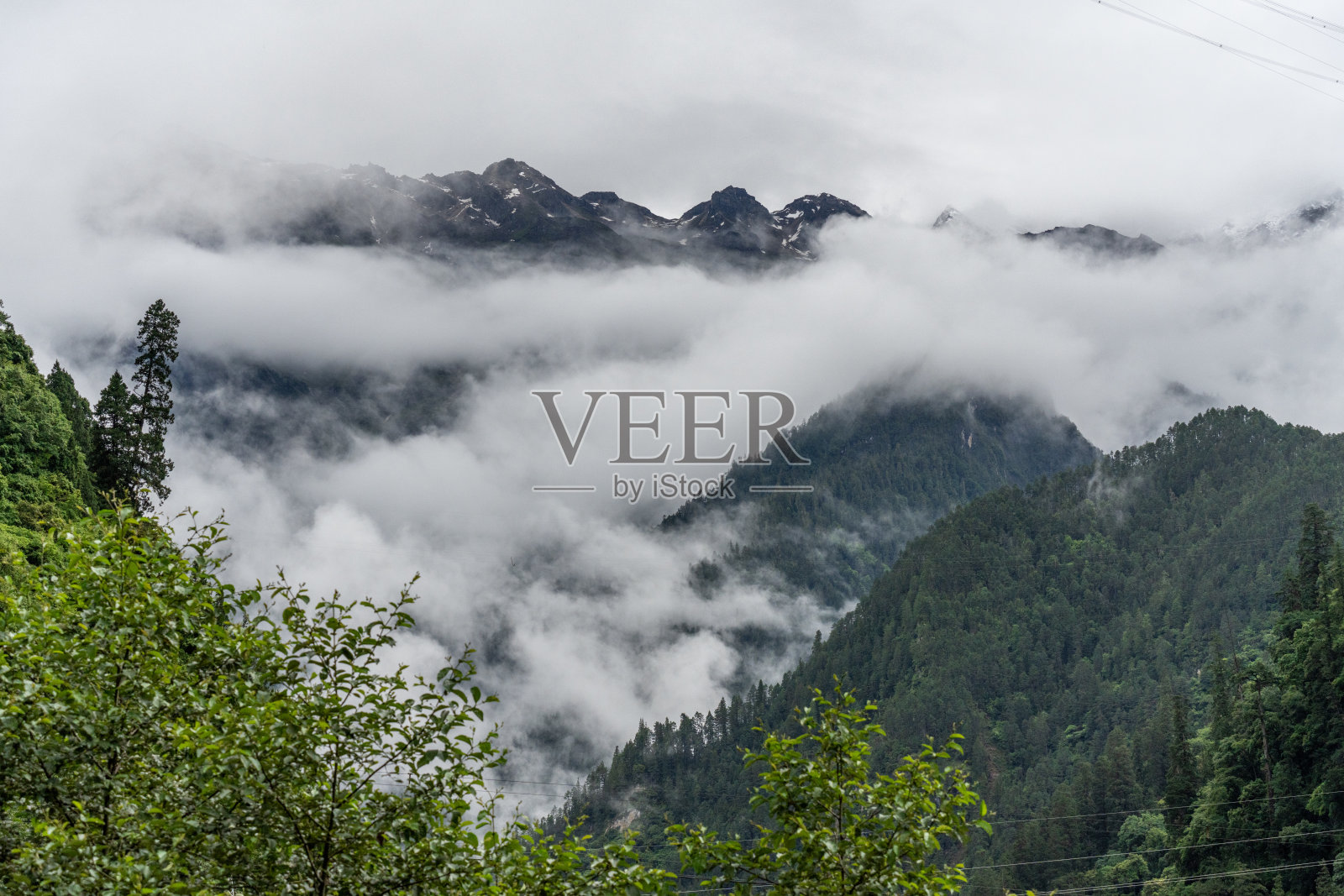 高原森林和雪山在雾中照片摄影图片