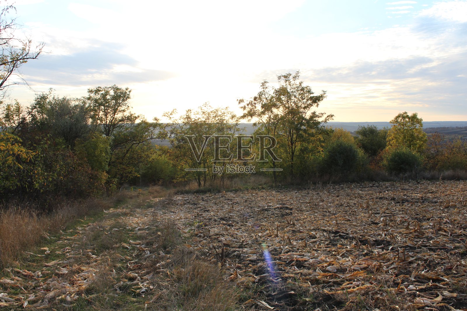 有树和灌木的田地照片摄影图片