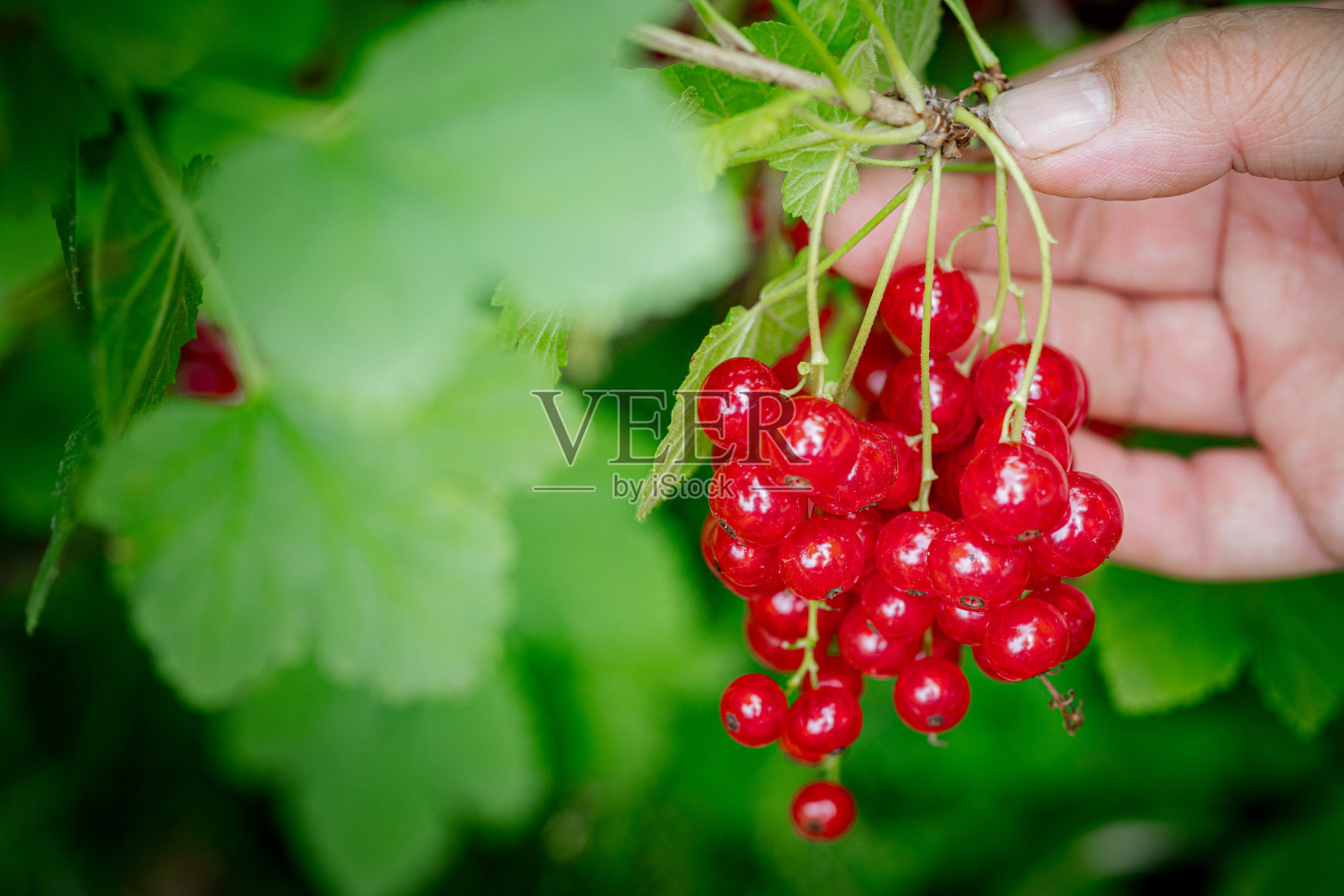 女人的手在采摘成熟的红醋栗。红醋栗——灌木树枝上的一串新鲜浆果。收获的概念。照片摄影图片