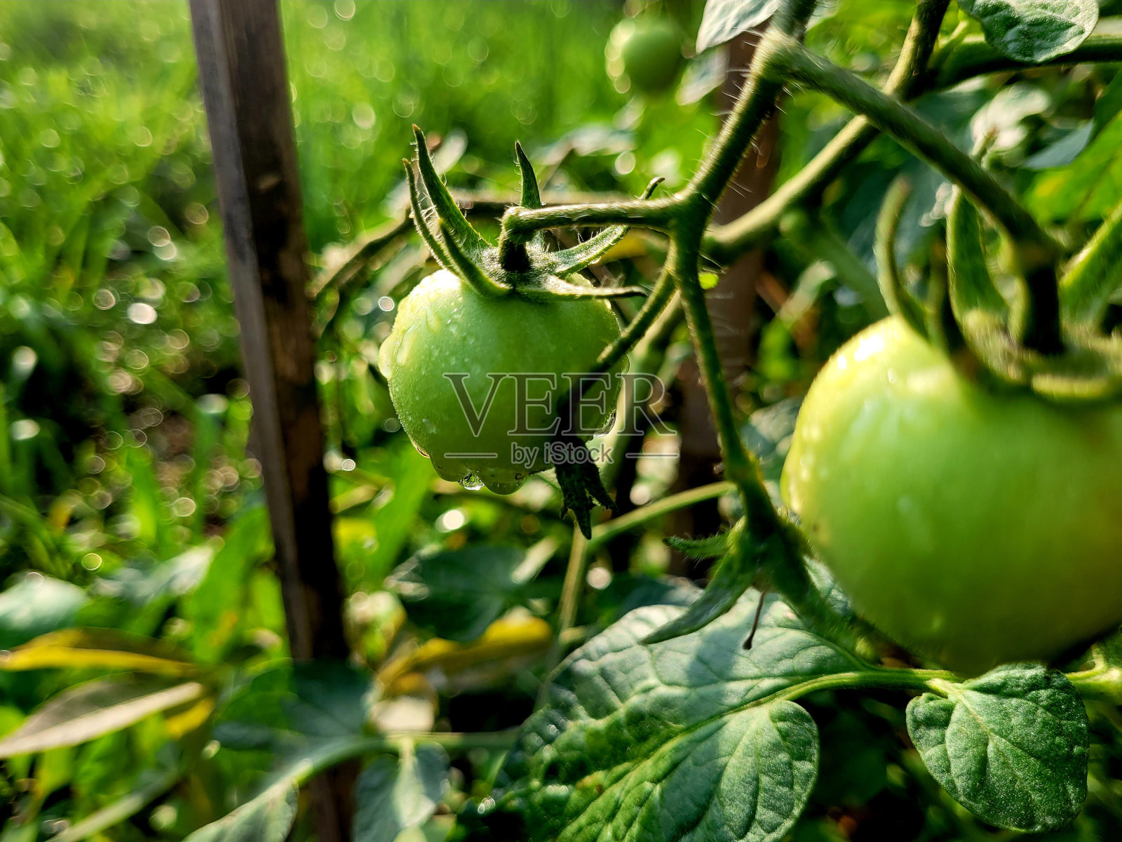 绿色的西红柿照片摄影图片