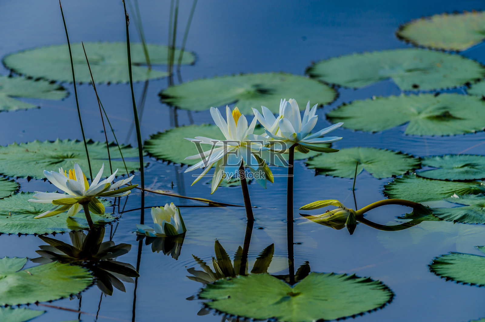 睡莲照片摄影图片