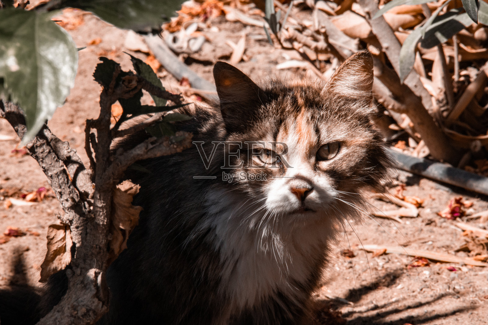 毛茸茸的野猫照片摄影图片