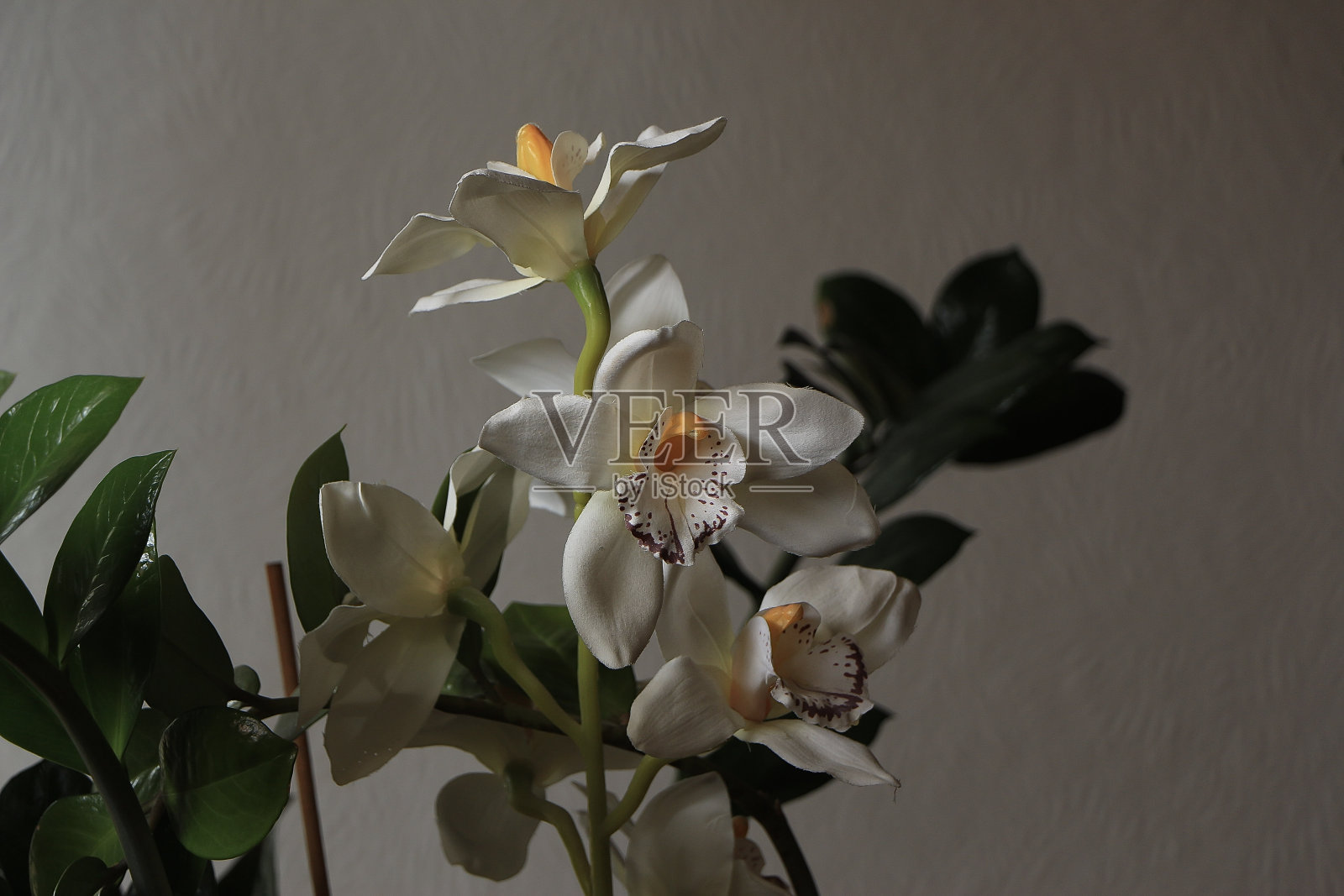 在英国的阳光下，充满活力的花朵照片摄影图片