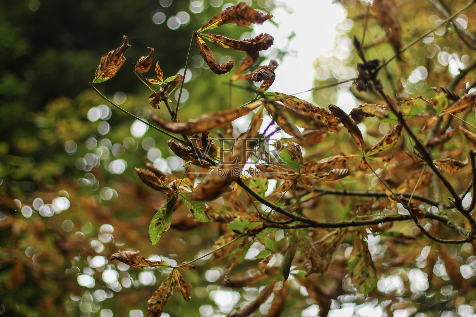 走在赫特福德周围的森林小径上，穿过树叶和树枝，一年中寒冷的几个月笼罩着世界照片摄影图片
