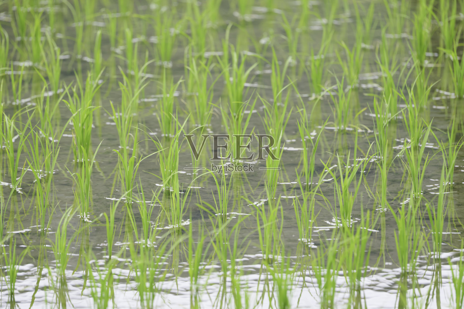 绿色稻田种植在亚洲照片摄影图片