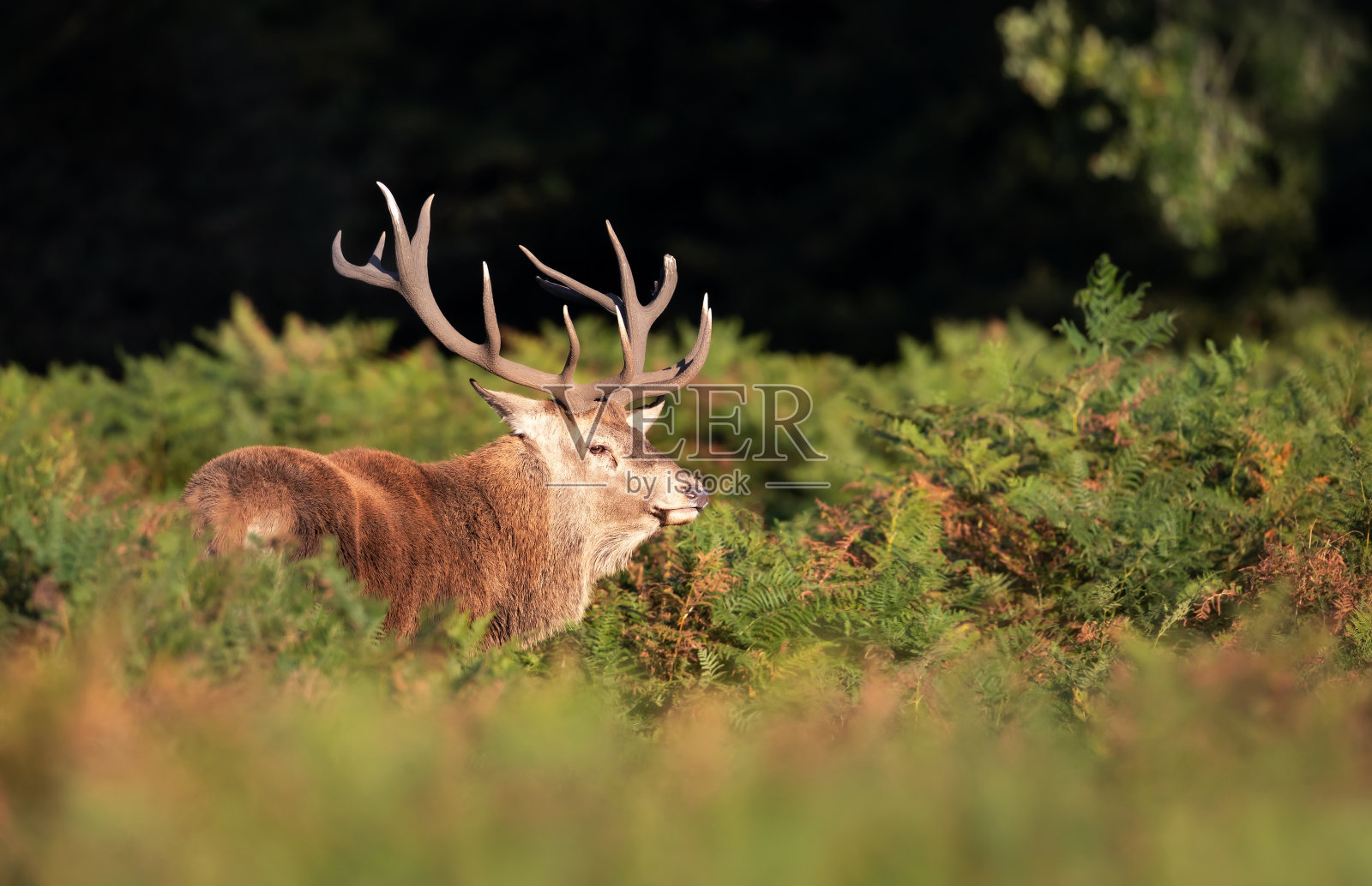 秋天发情期的马鹿照片摄影图片