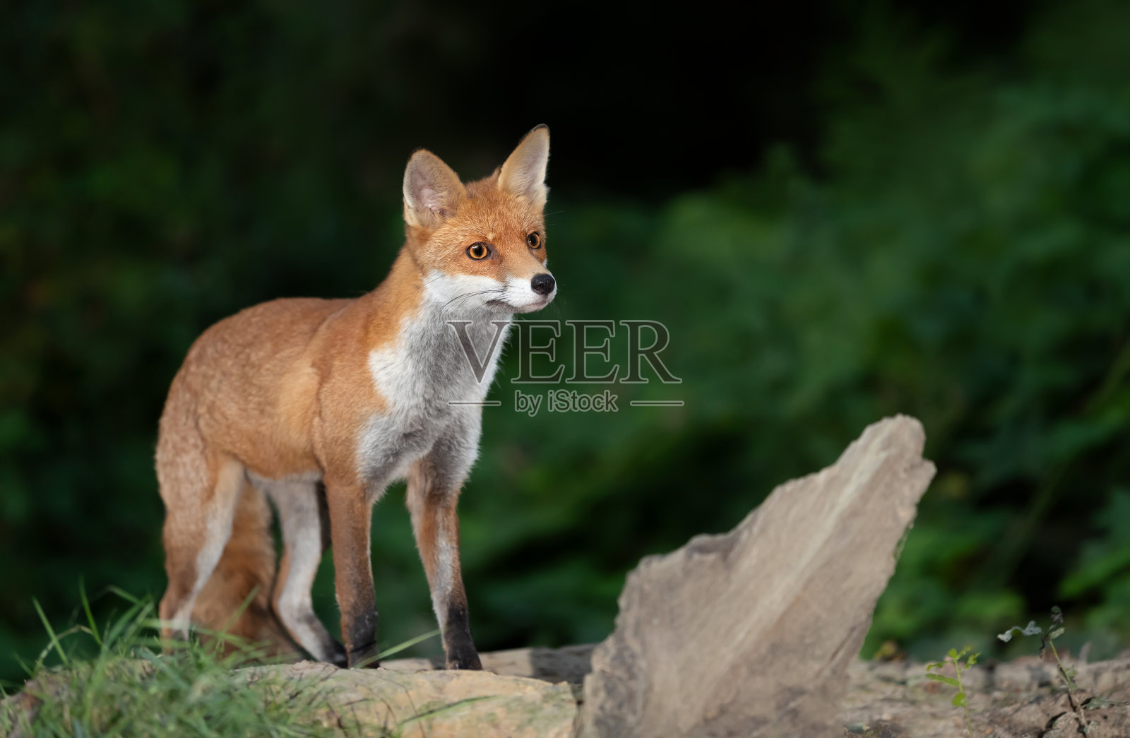 一只小红狐站在森林的树上照片摄影图片