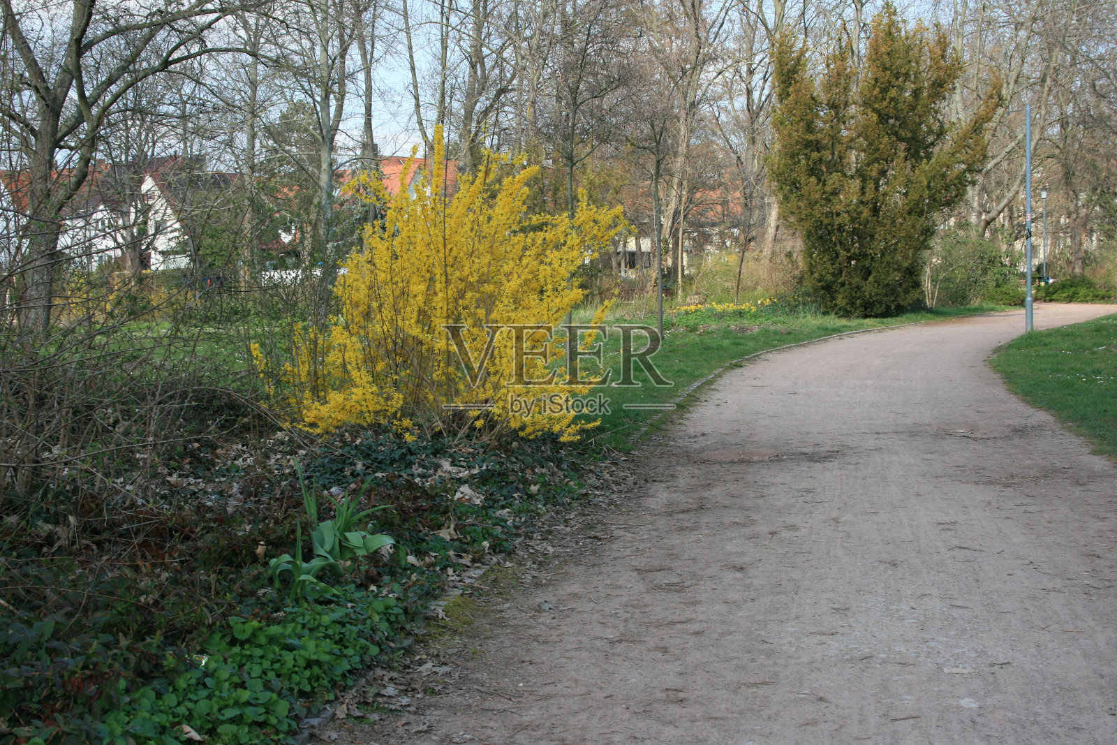 花园里开着美丽的黄花照片摄影图片