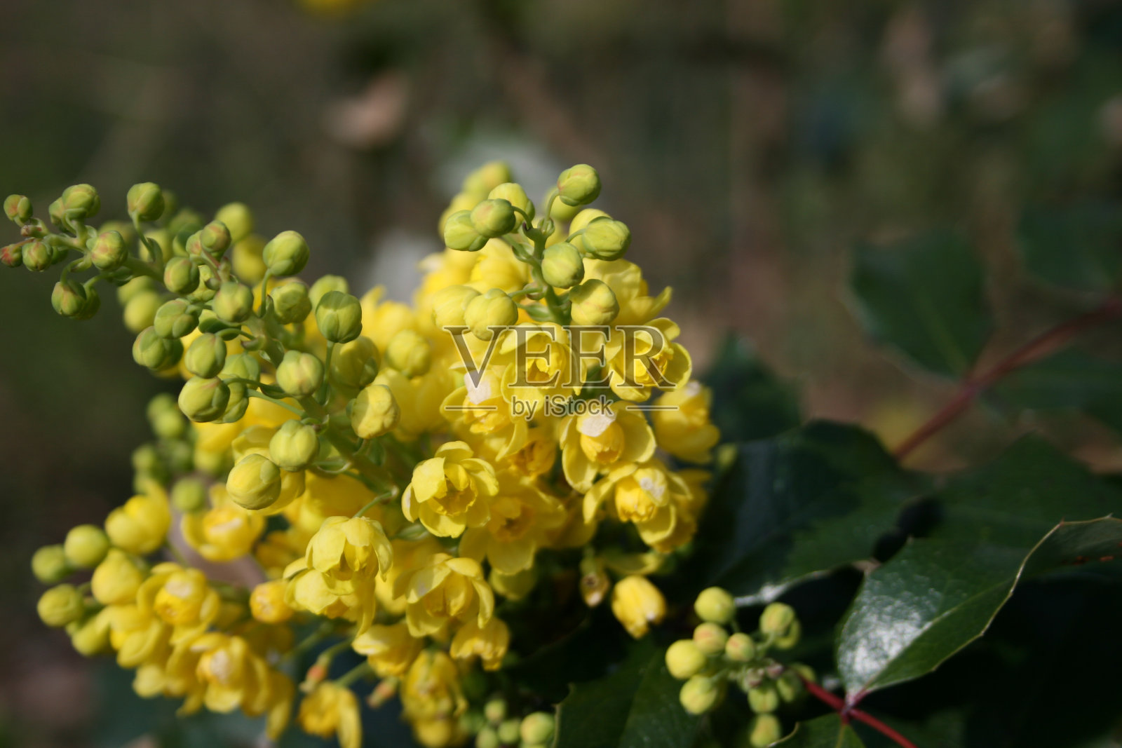 花园里开着美丽的黄花照片摄影图片