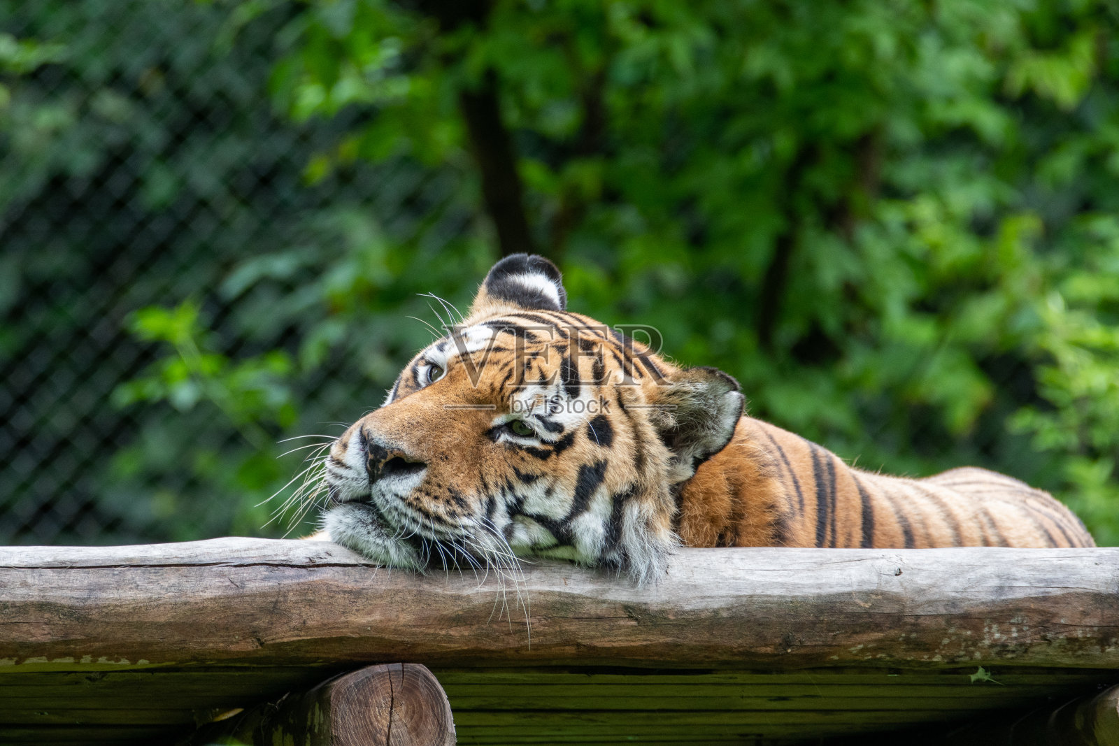 老虎照片摄影图片