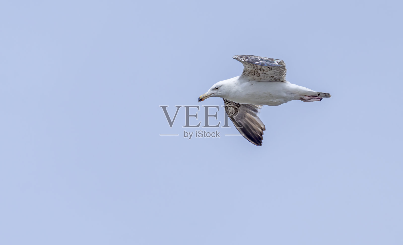 未成熟或幼年的银鸥飞过海港的墙壁。照片摄影图片
