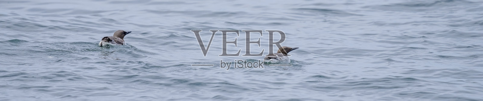 海鸠在北海附近的海屋游泳，诺森伯兰郡。照片摄影图片