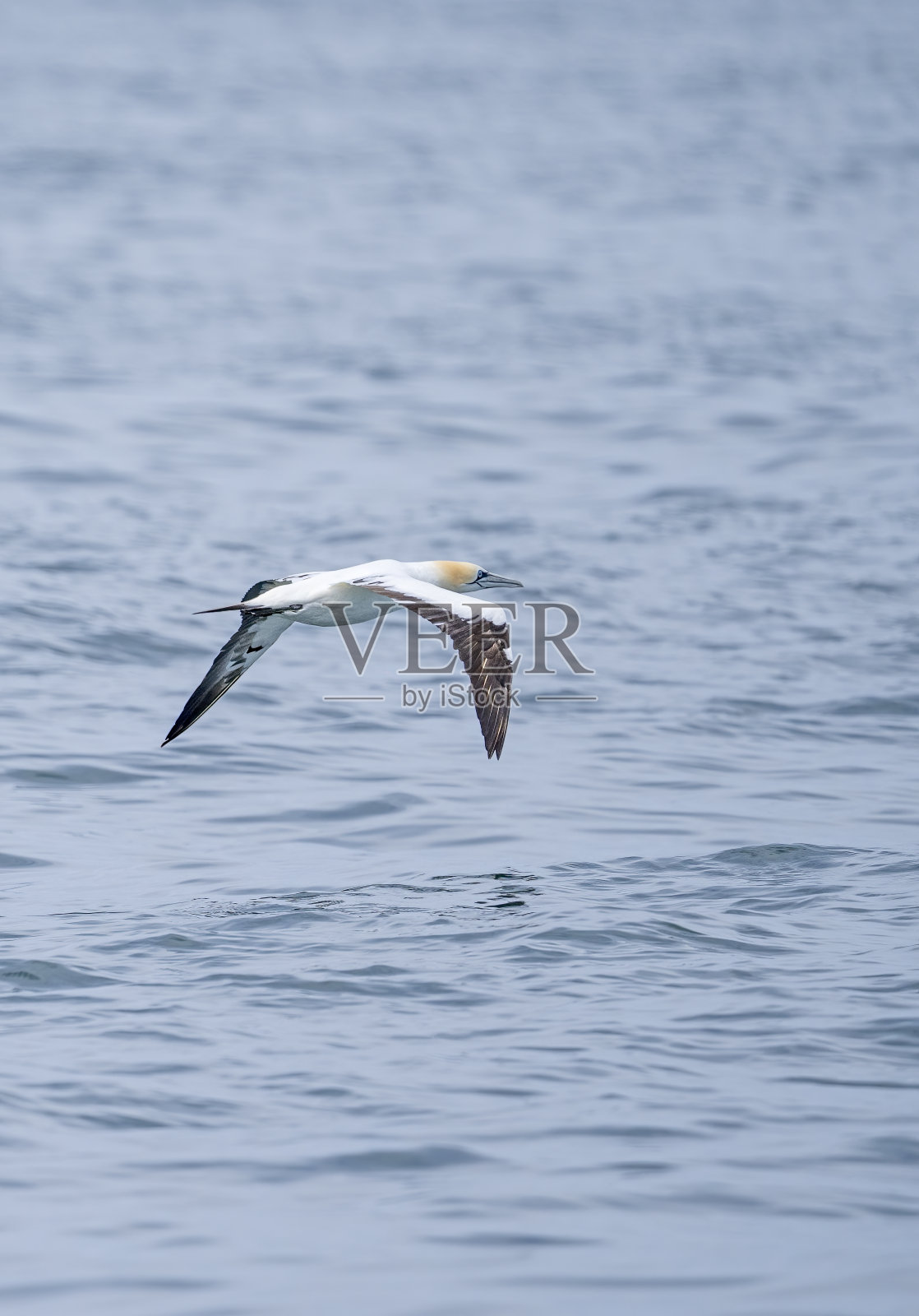 在诺森伯兰郡Seahouses附近的北海上空飞行的塘鹅。照片摄影图片