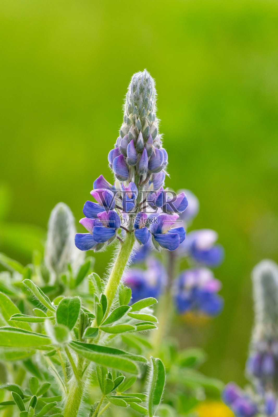 卢平，切尼湖，安克雷奇，AK照片摄影图片