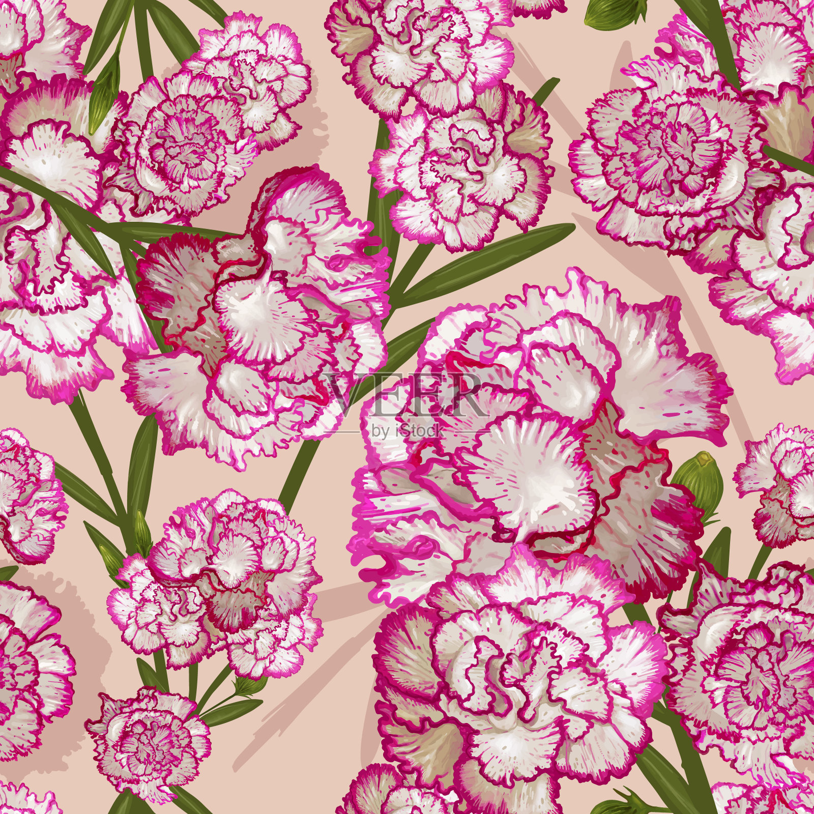 石竹插图插画图片素材