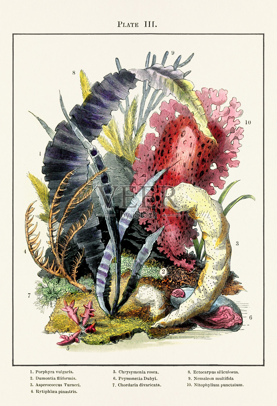 维多利亚时代的老式水族馆插图。大约在1857年插画图片素材