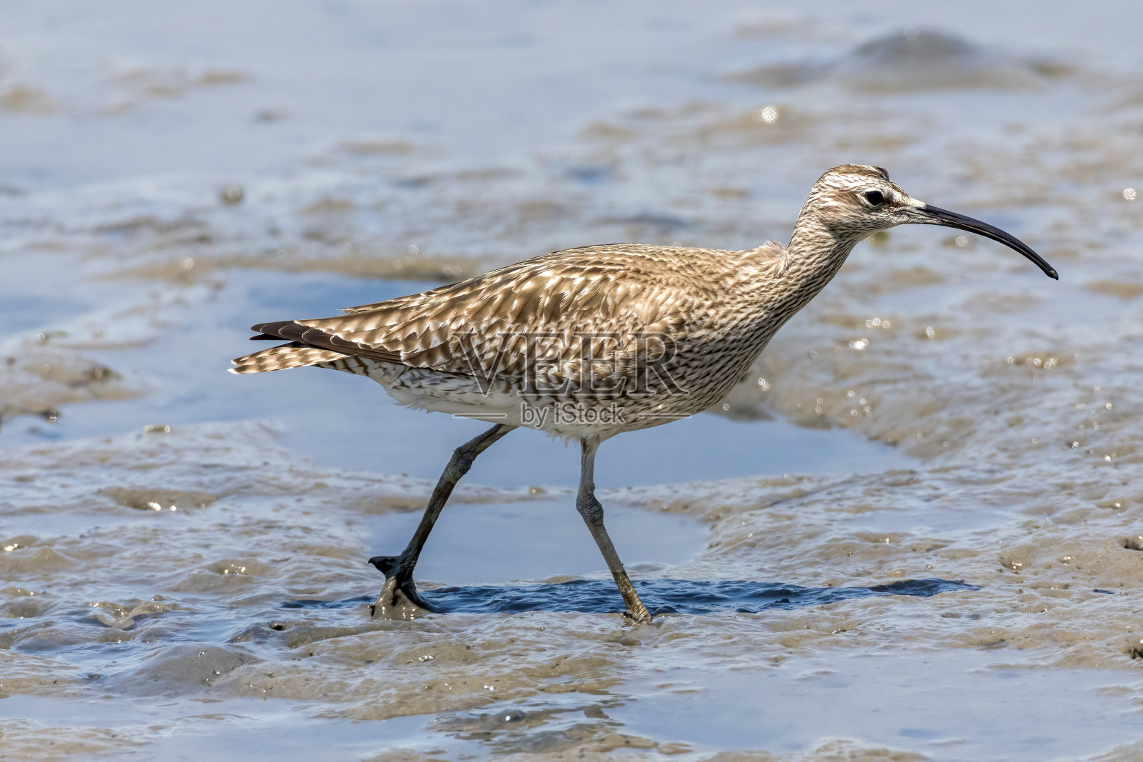 Whimbrel在滩头寻找食物。照片摄影图片