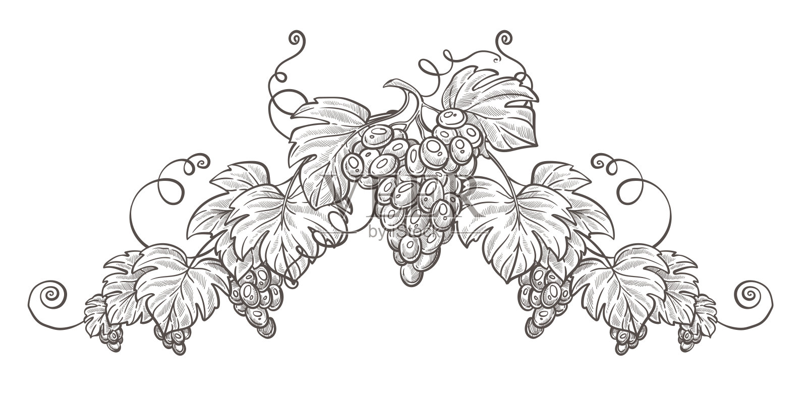 葡萄束在枝上孤立的小品，浆果簇生插画图片素材