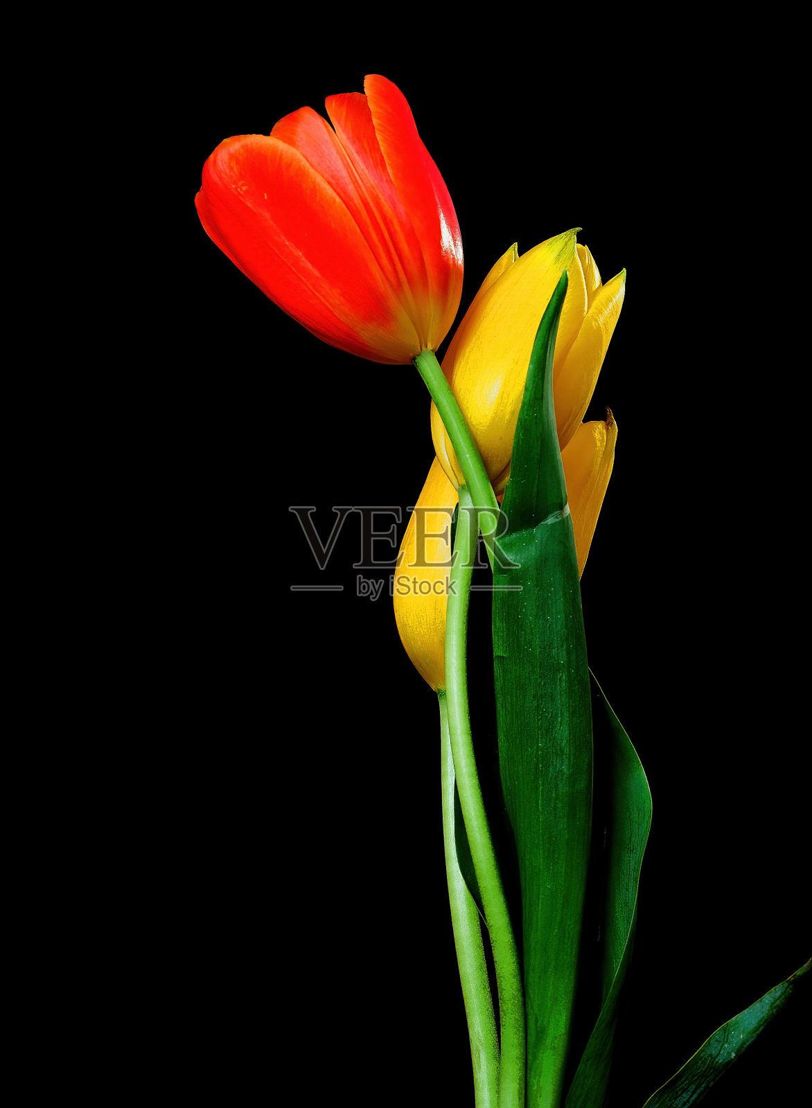 郁金香宏照片摄影图片