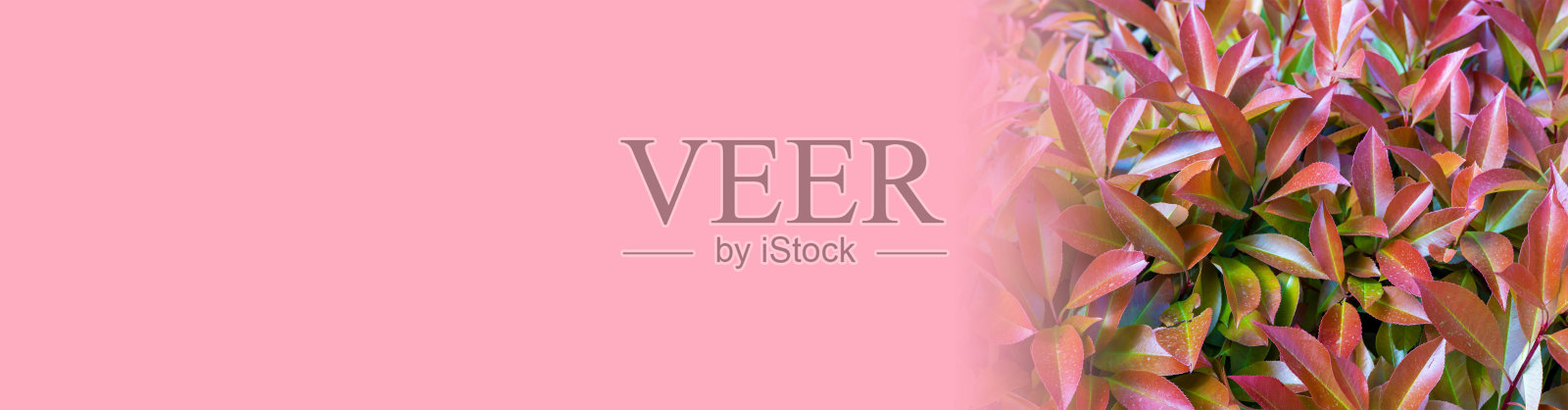 美丽的花朵背景，明亮的红色石楠灌木。是美化家园、公园或广场的绝佳装饰。横幅，文字的地方照片摄影图片