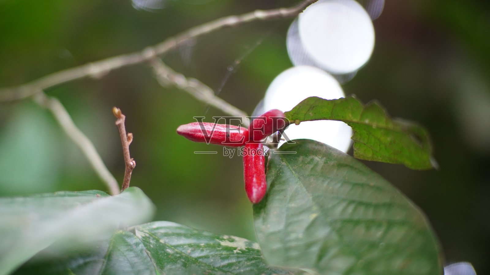 在树枝上的Goniothalamus果实照片摄影图片