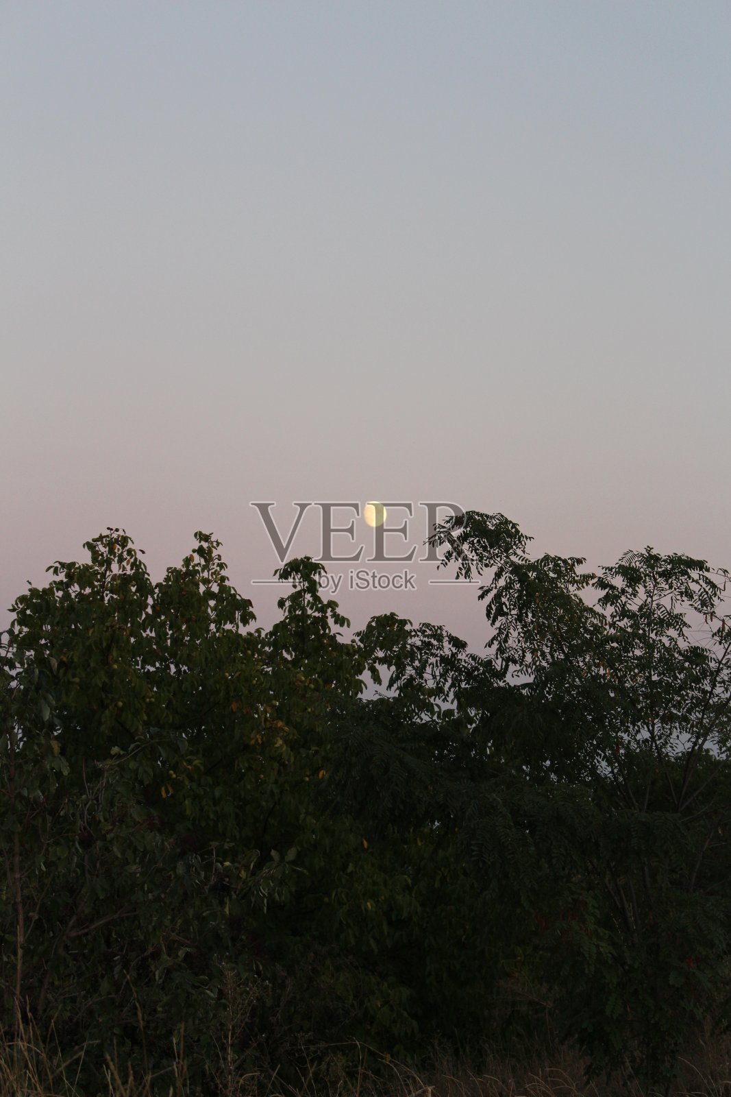 树上的月亮照片摄影图片