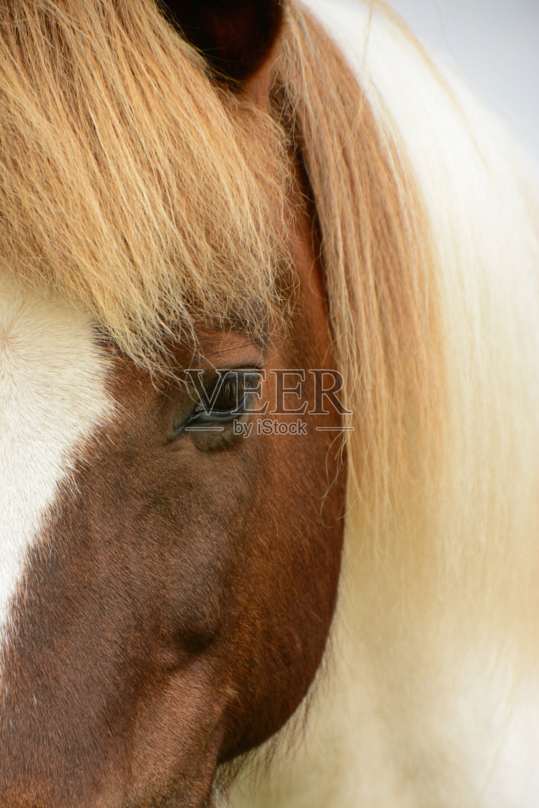 冰岛马眼照片摄影图片