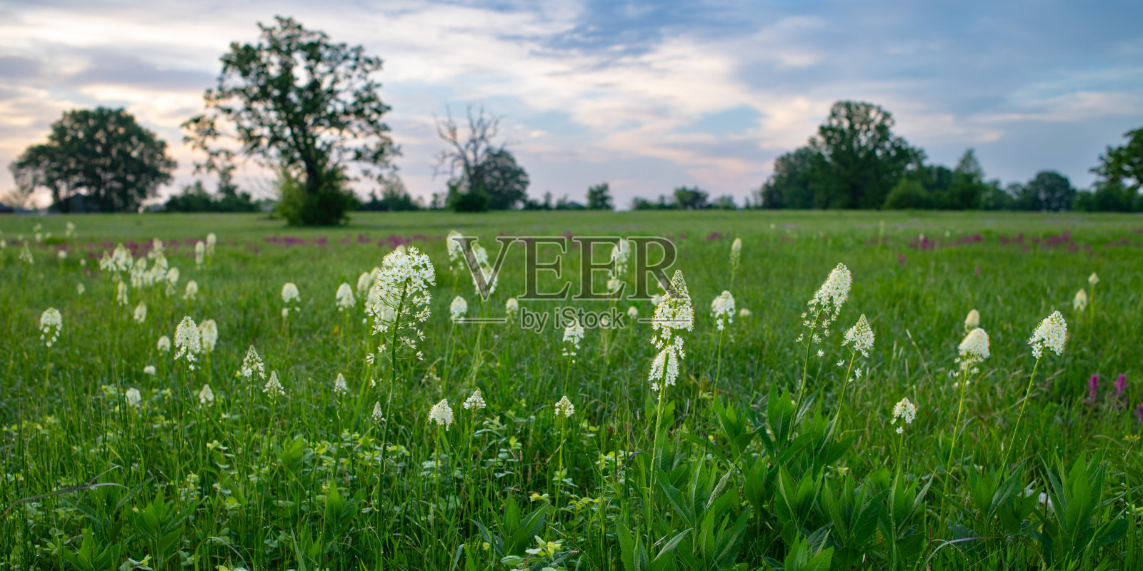 死亡Camas (Zigadenus nuttallii)， Idabel Prairie, OK照片摄影图片