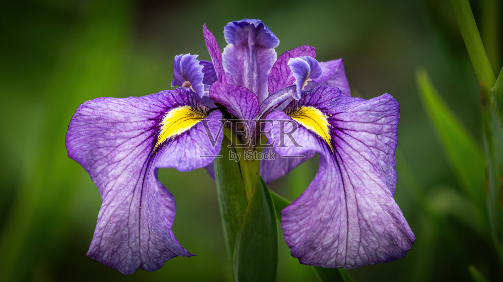 鸢尾花是花园里美丽的花照片摄影图片