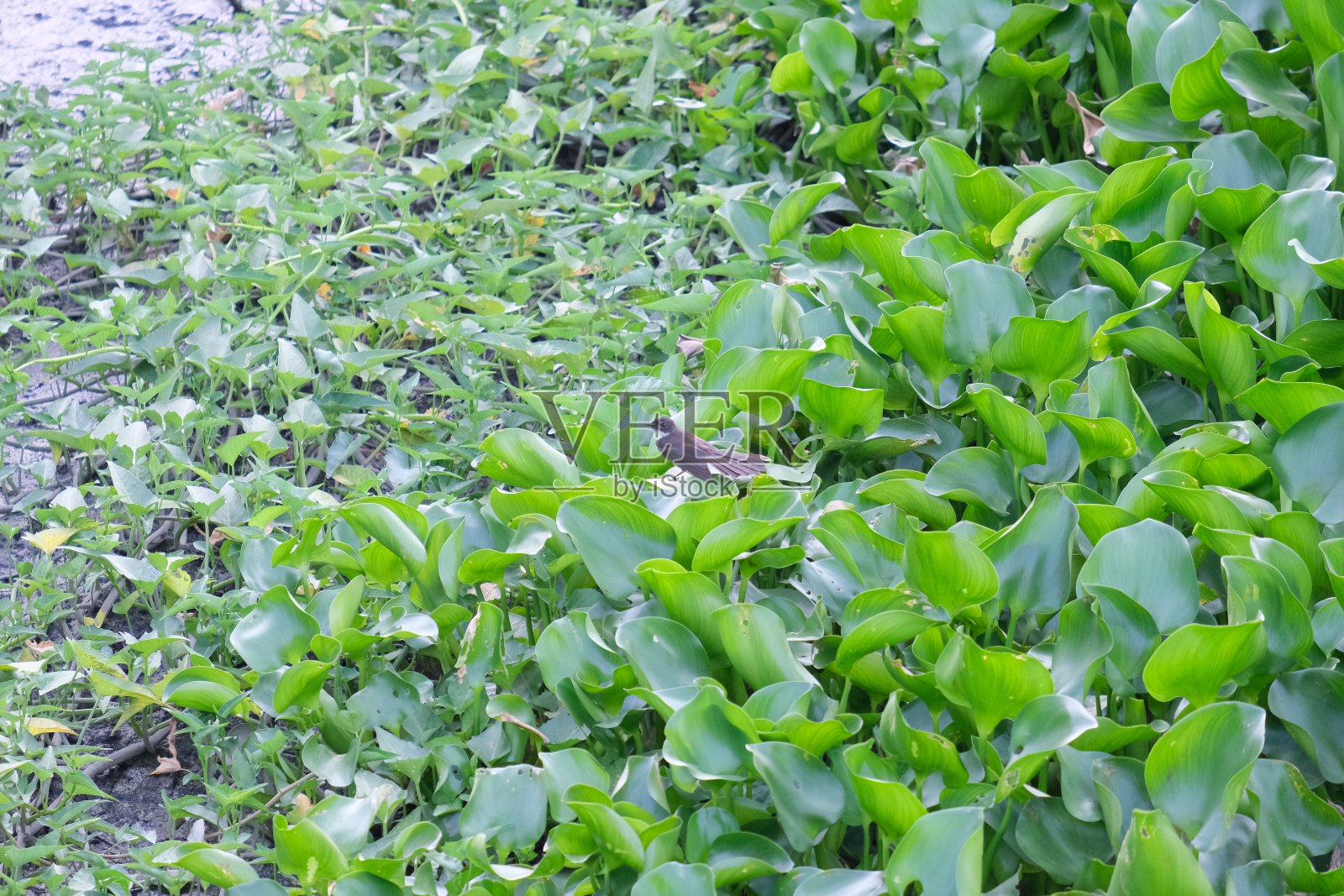 水葫芦丛。照片摄影图片