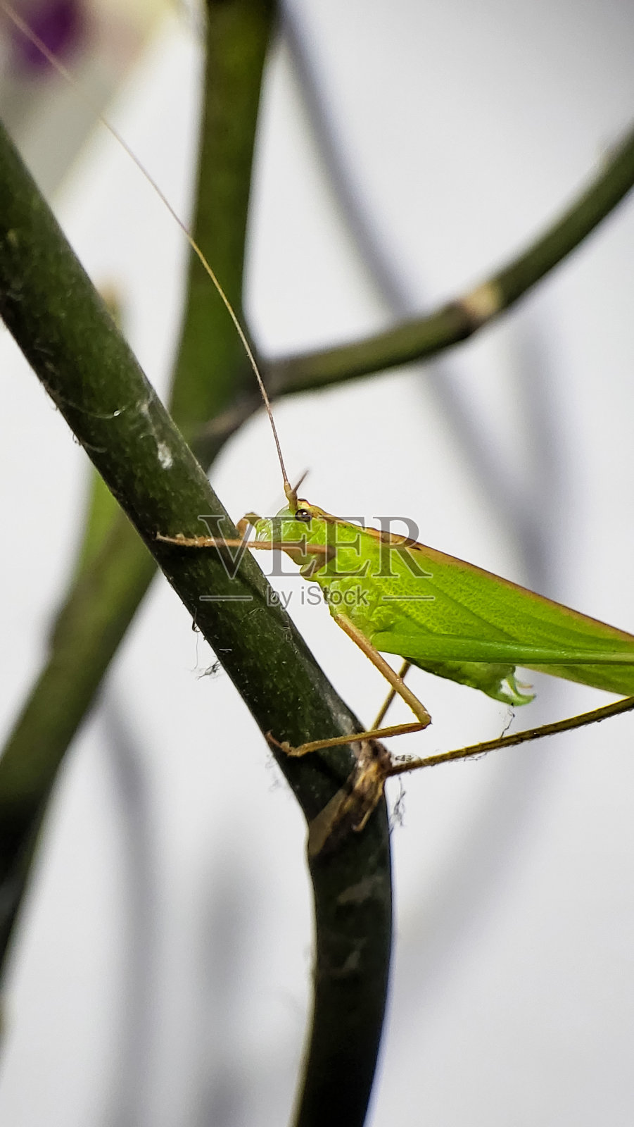 昆虫照片摄影图片