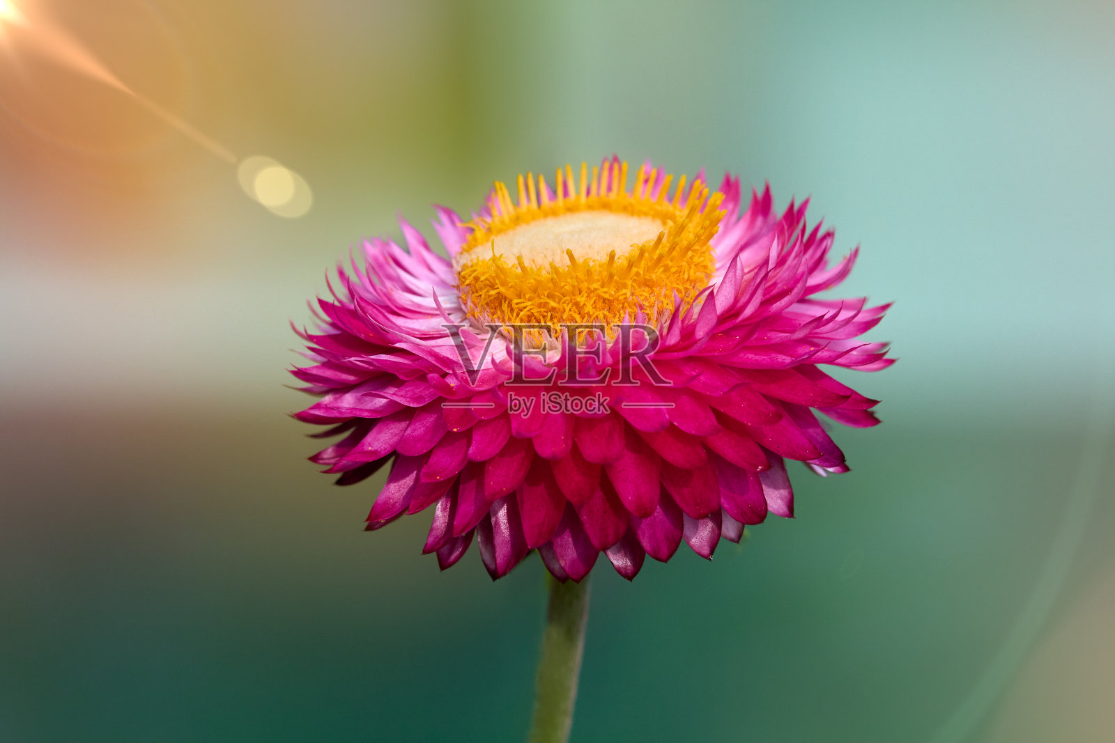 在模糊背景上分离的苞蜡菊照片摄影图片