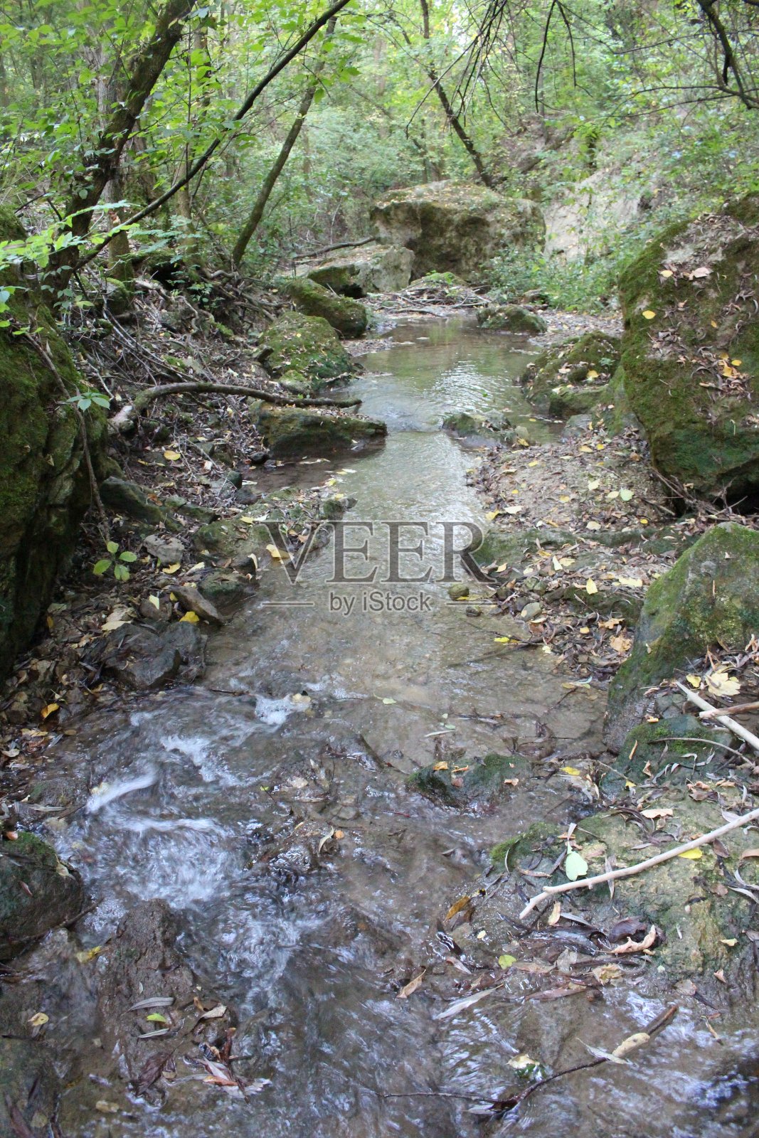 森林中的一条小溪照片摄影图片