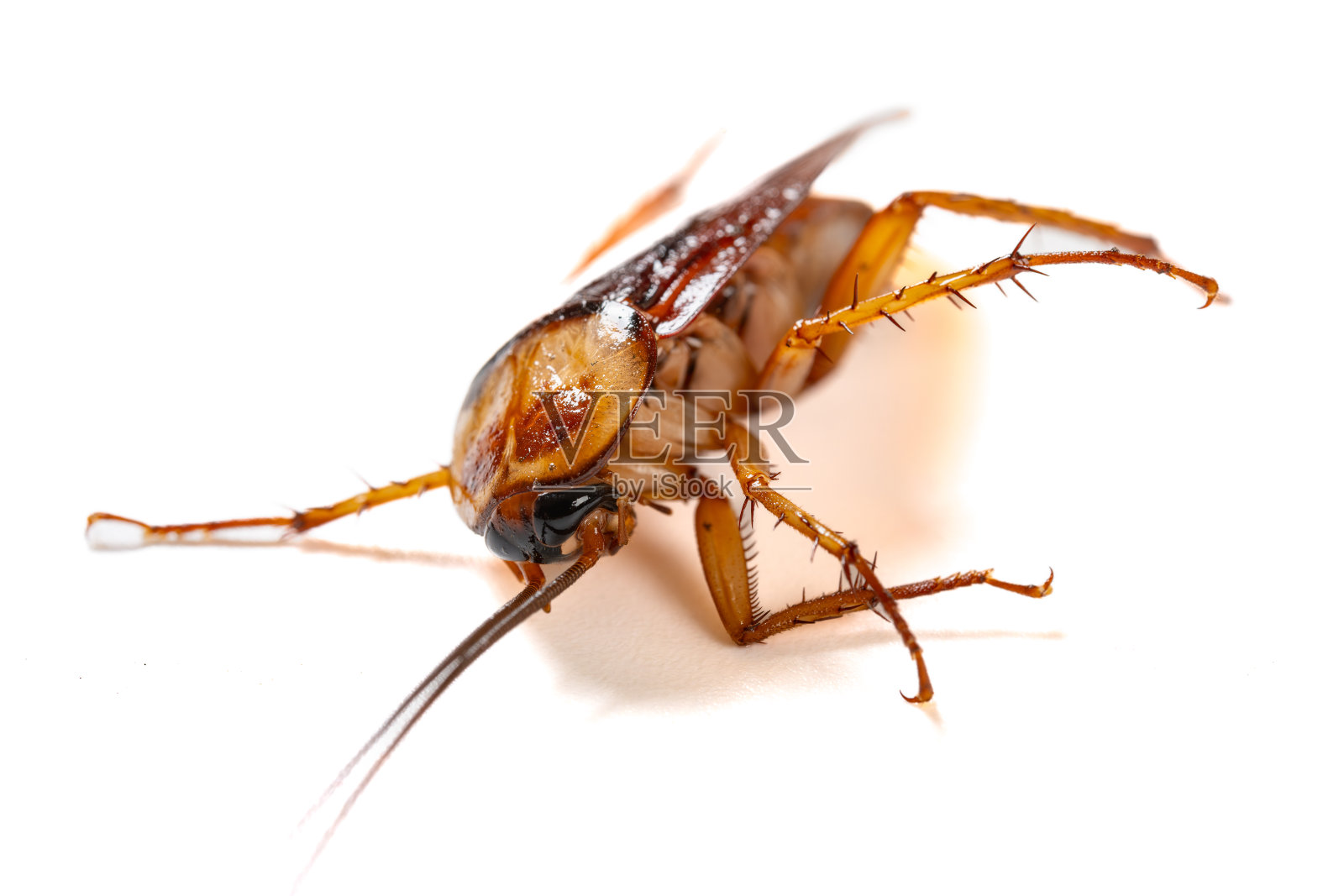 在水平构图中，白色背景上一只中毒垂死的蟑螂照片摄影图片