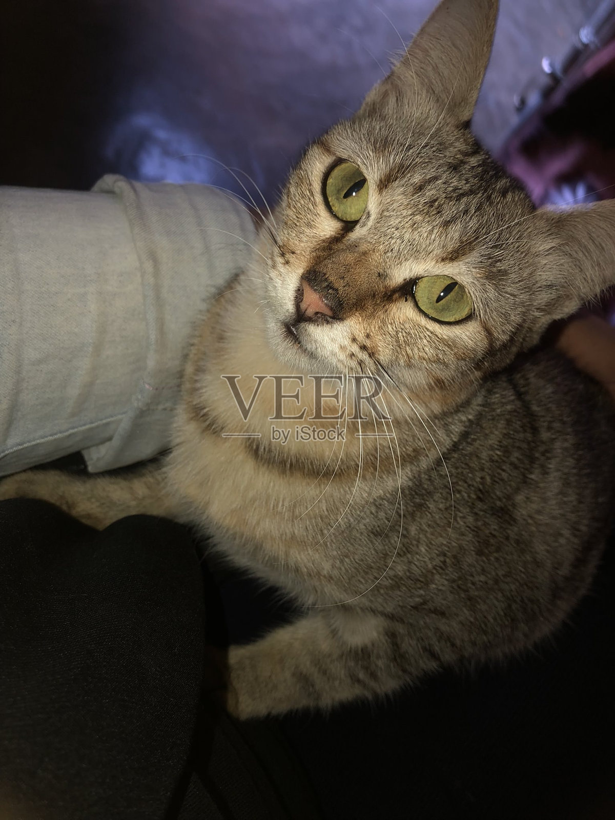 猫的眼睛照片摄影图片