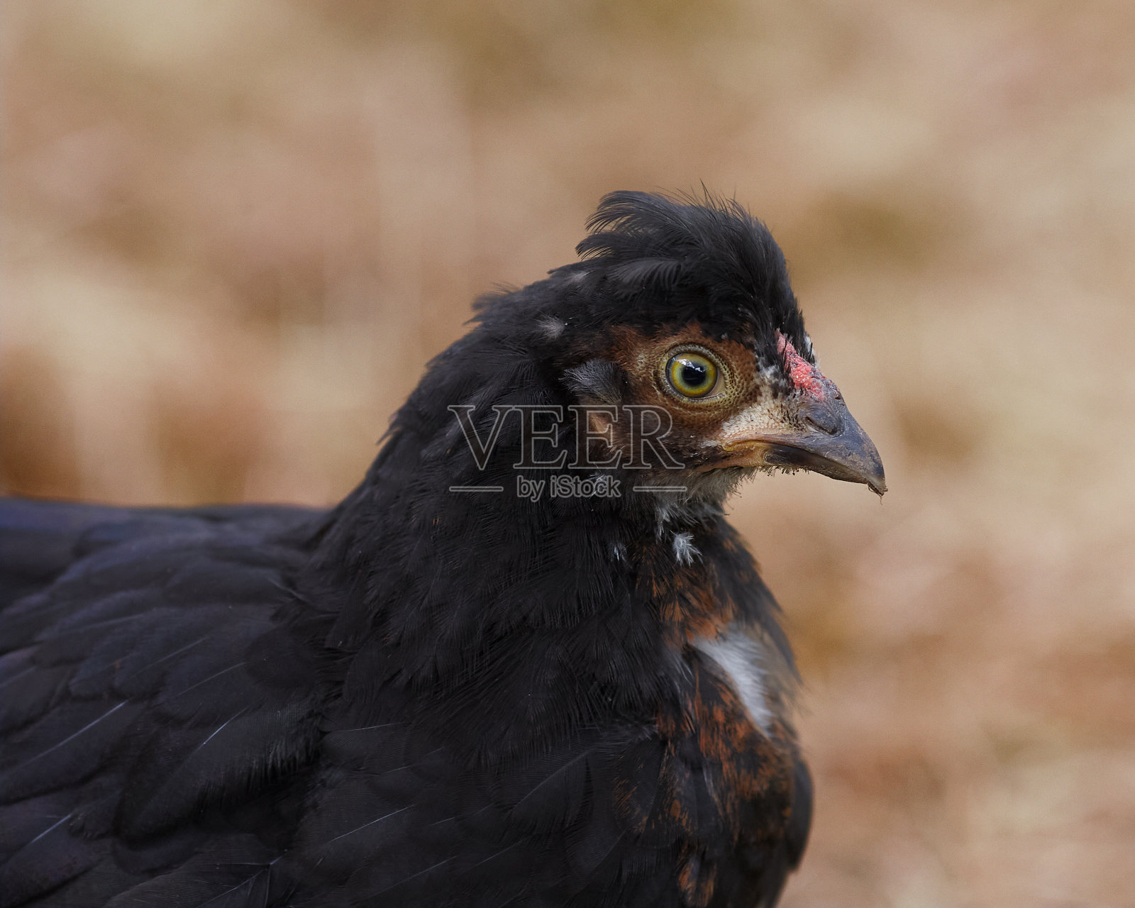 小黑鸡的特写照片摄影图片