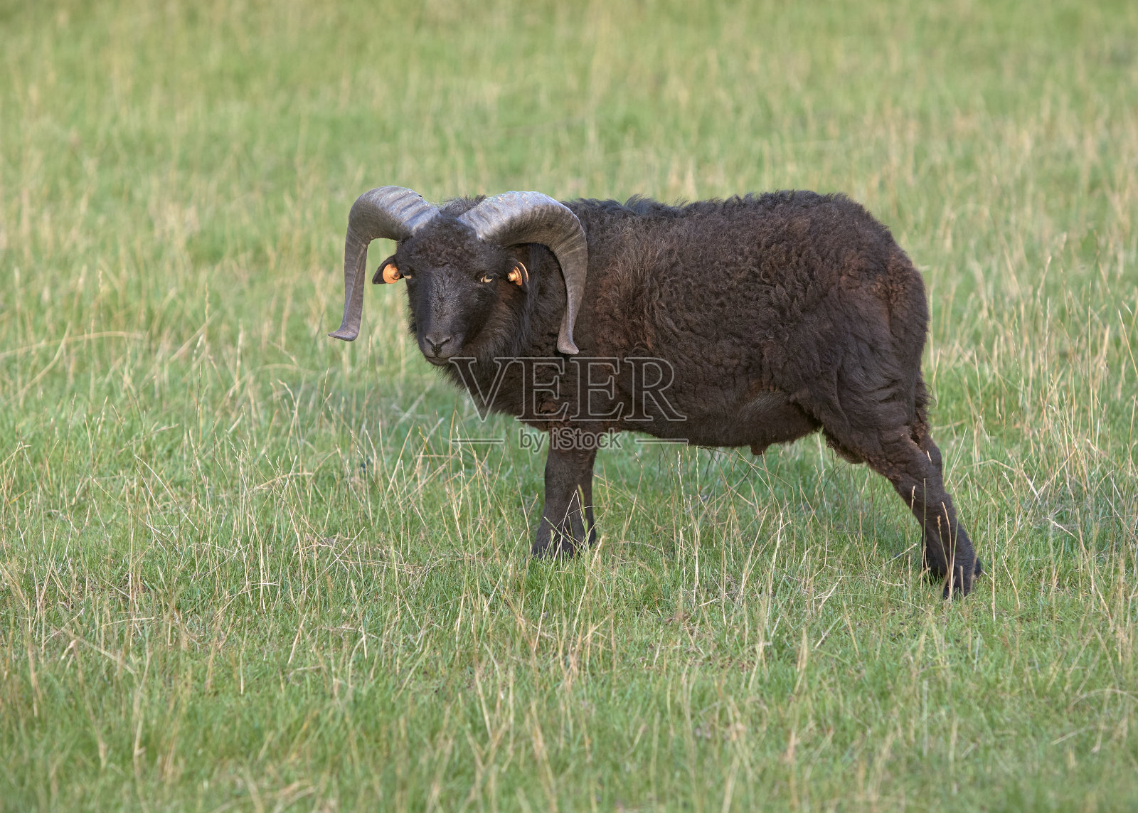 棕色雄性野羊照片摄影图片