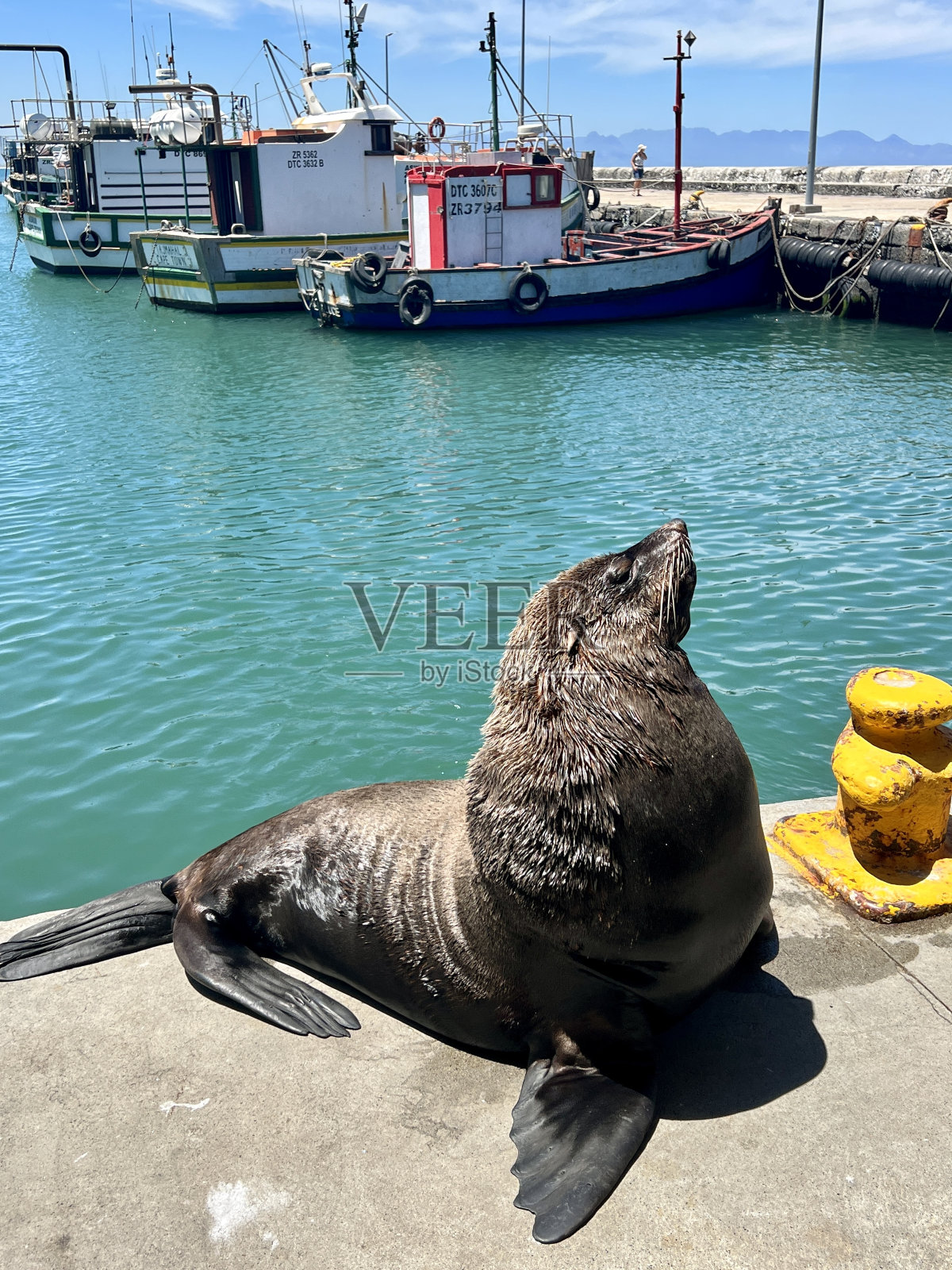 南非开普敦的海狮照片摄影图片