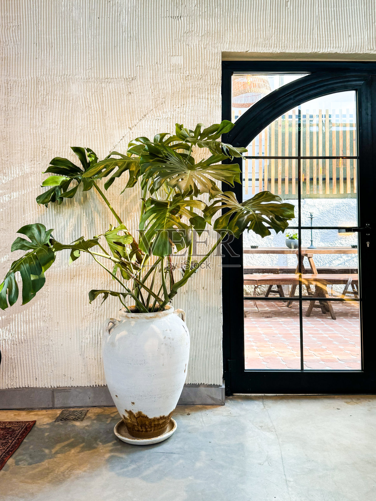 室内装饰。大型室内植物在白色大盆。柔和宁静的室内景观照片摄影图片