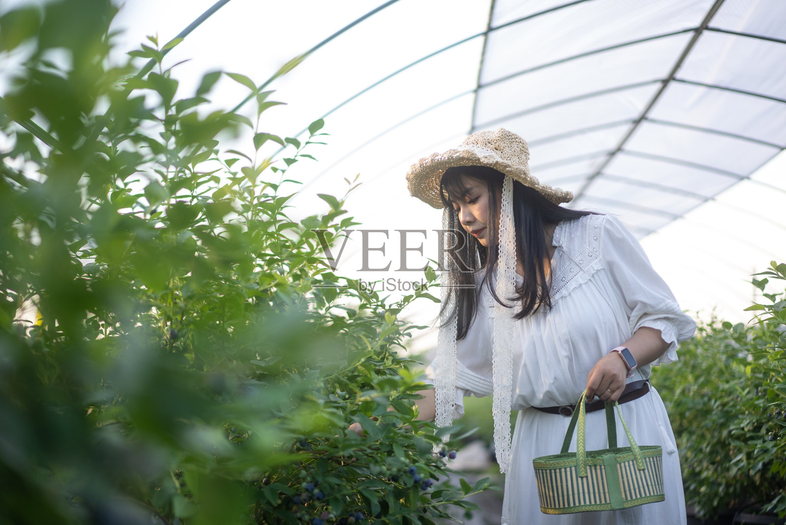 在果园摘蓝莓照片摄影图片