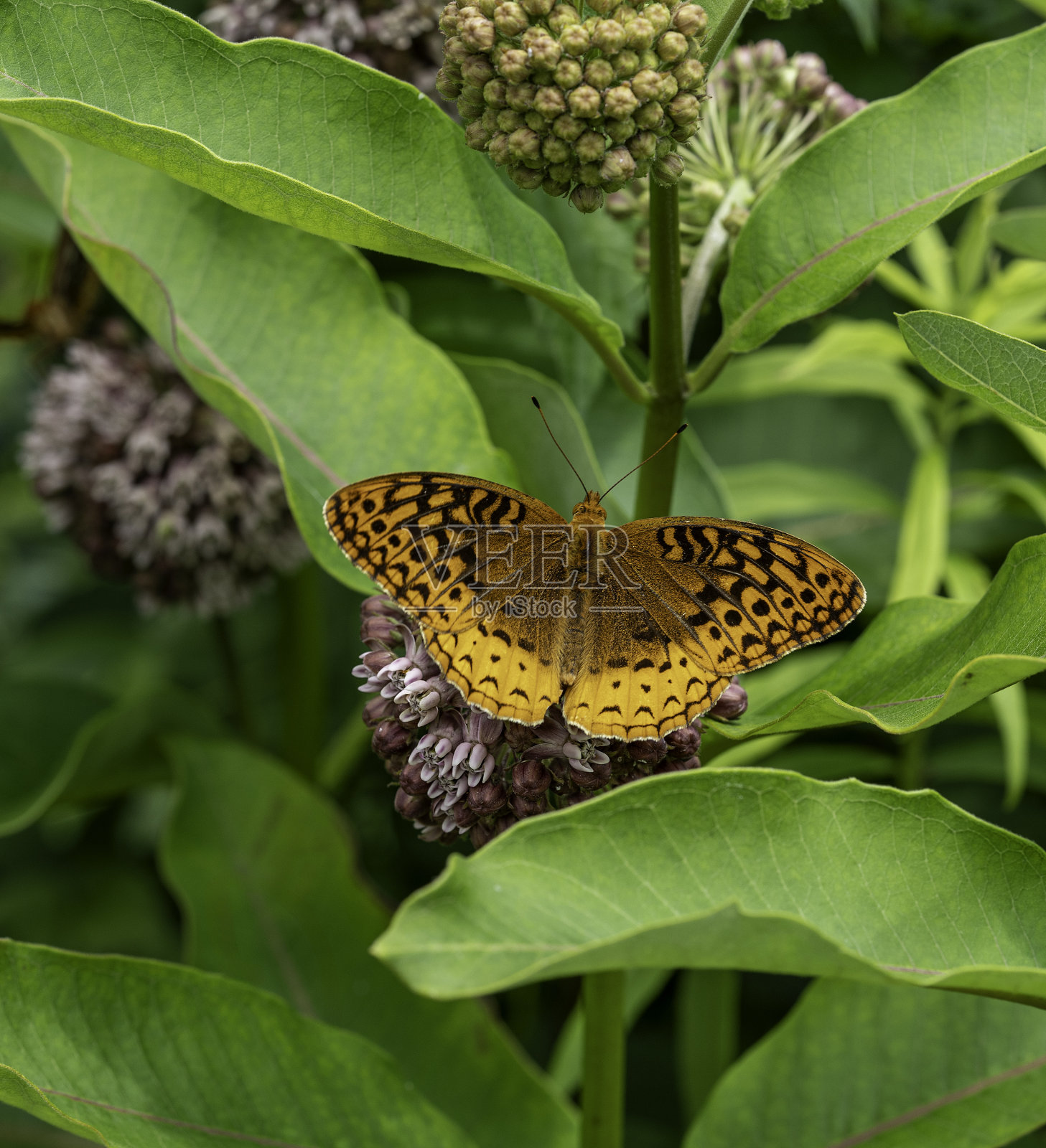 这是一只亮橙色和黑色相间的大闪光贝母蝴蝶的肖像，它的翅膀完全张开。它以普通的马利筋为食。北卡罗来纳州新河SP, 2024年6月。照片摄影图片